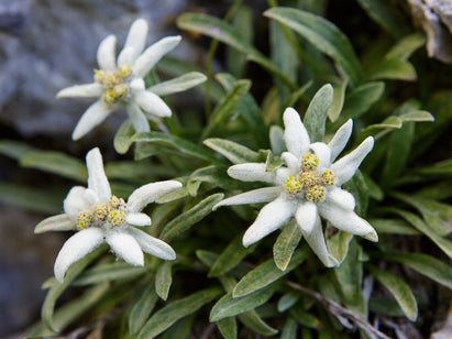 Edelweiss flowers