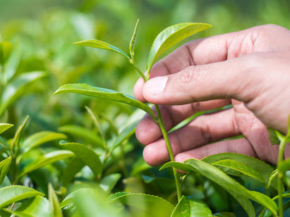 Green Tea