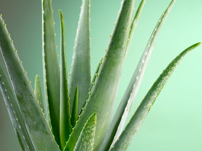 Discover the benefits of Aloe Vera for skin and hair