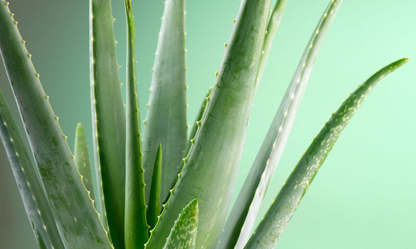 Green People'S guide til aloe vera drager fordel af huden image