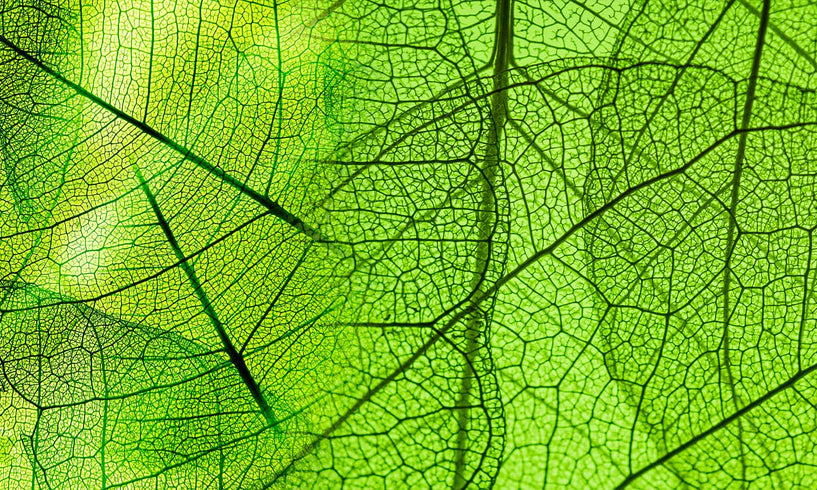 What is COSMOS organic skin care? image