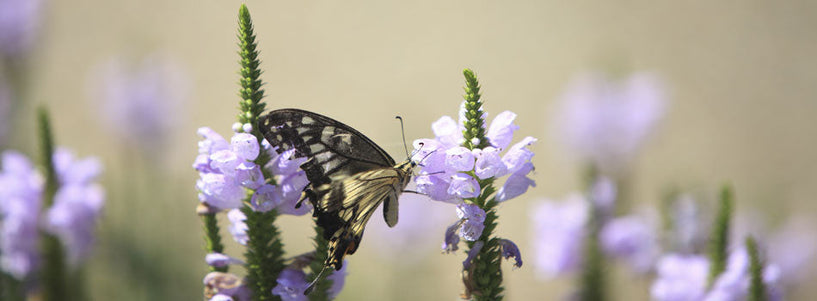 Baicalin: nature's best anti-ageing active for skin image