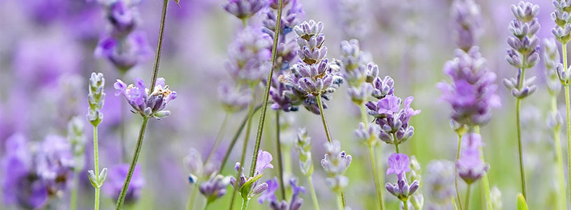 How to control oily skin and acne naturally image