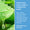 Aloe Vera leaves beside information about the soothing ingredients in Green People Rosemary & Prebiotics Deodorant.