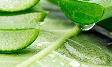 Organic scent-free body care image
